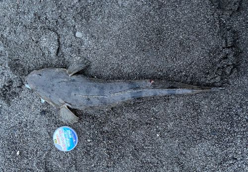 マゴチの釣果
