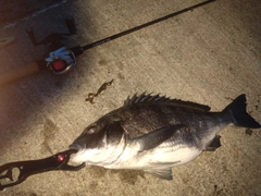 クロダイの釣果