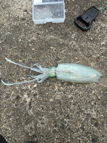 関東地方で釣れたイカ - アングラーズ | 釣果600万件の魚釣り情報サイト