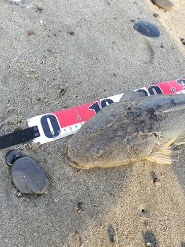 マゴチの釣果
