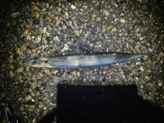 タチウオの釣果