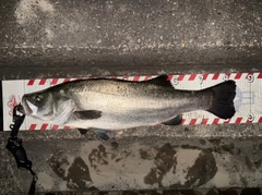 ヒラスズキの釣果