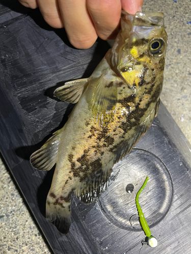 クロソイの釣果