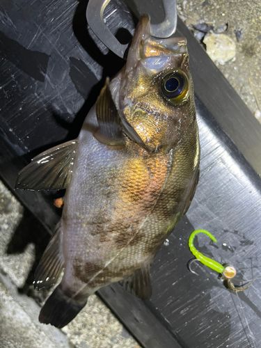メバルの釣果