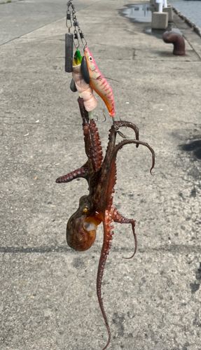 タコの釣果