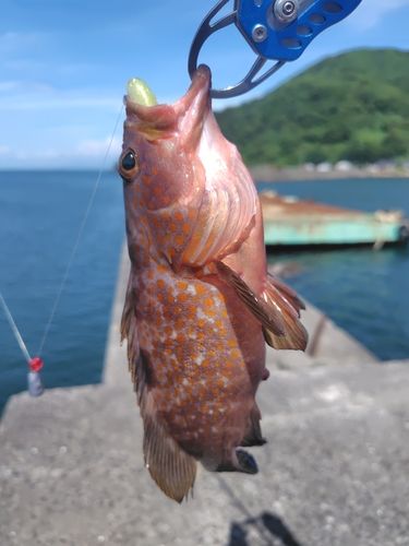 アコウの釣果