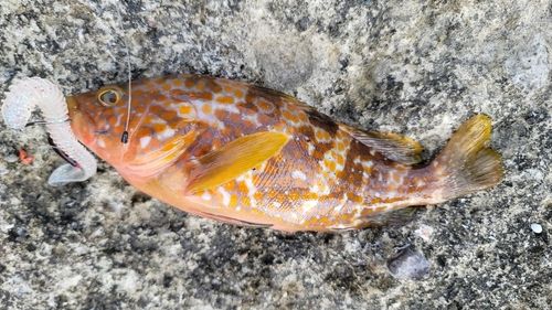 キジハタの釣果