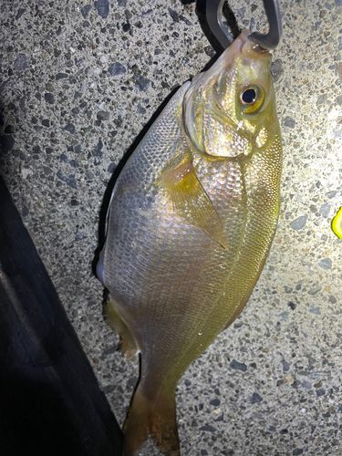 ウミタナゴの釣果