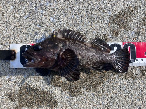オウゴンムラソイの釣果