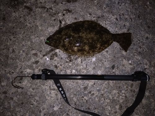 ヒラメの釣果