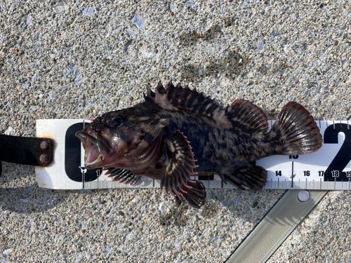 オウゴンムラソイの釣果
