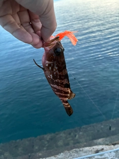 キジハタの釣果