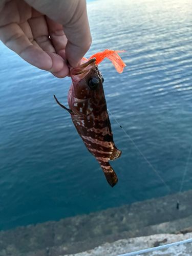 キジハタの釣果