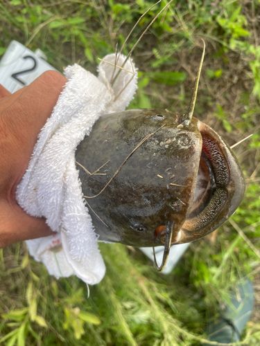 マナマズの釣果