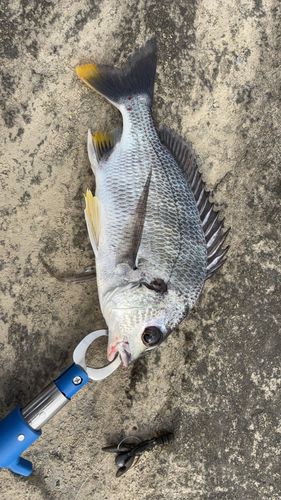 キビレの釣果