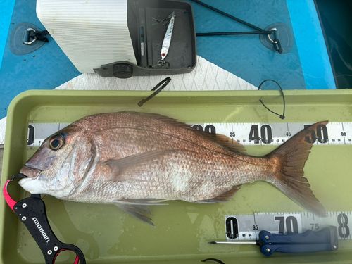 マダイの釣果