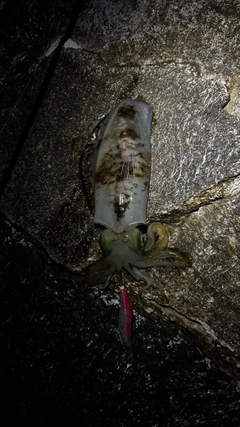 モクズガニの釣果