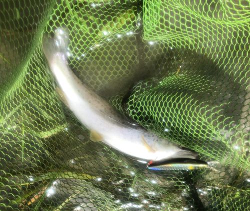 ブラウントラウトの釣果