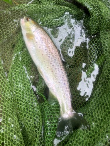ブラウントラウトの釣果