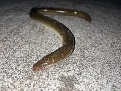 ウナギの釣果