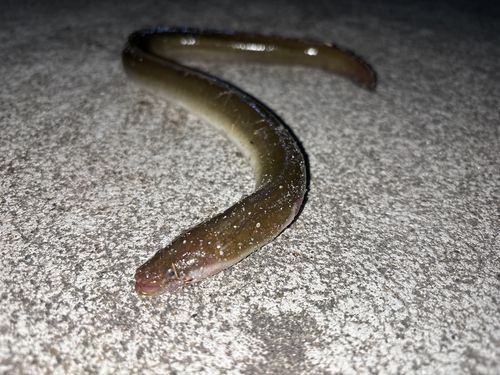 ウナギの釣果