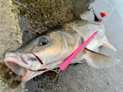 ウグイの釣果
