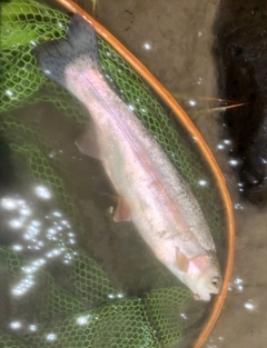 ニジマスの釣果