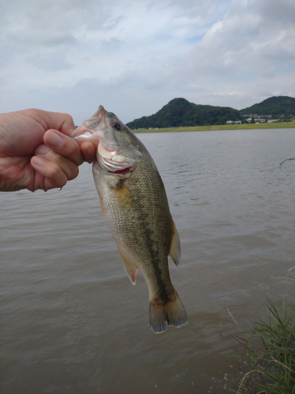 ブラックバスの釣果写真