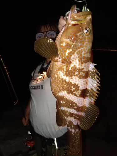 アコウの釣果