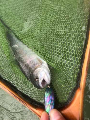 ニジマスの釣果