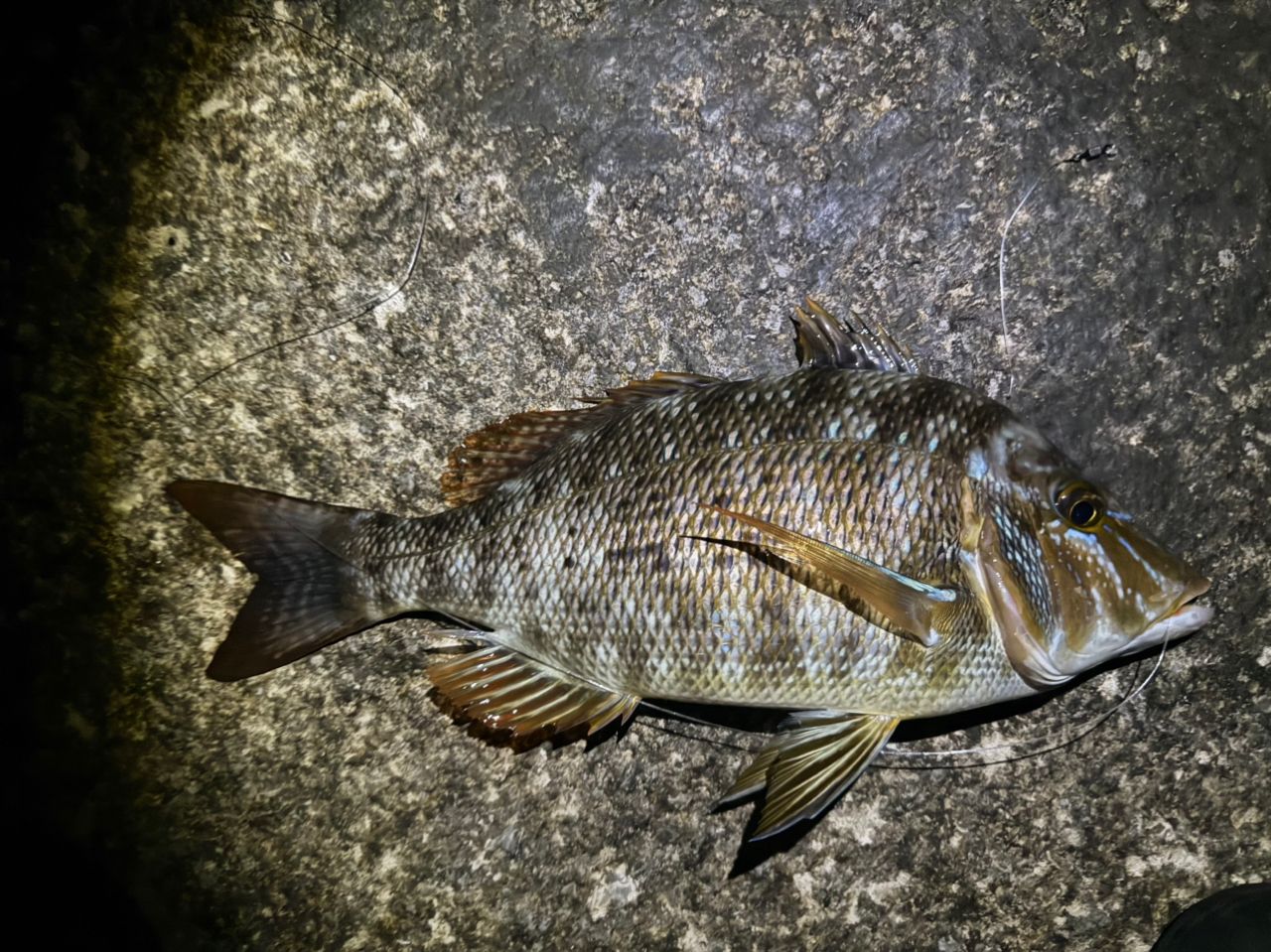 ハマフエフキの釣果写真