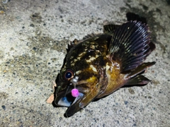 ムラソイの釣果