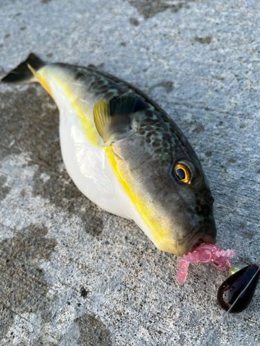 マフグの釣果