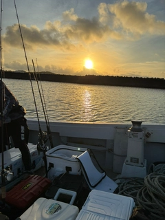 シイラの釣果