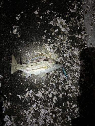 シマイサキの釣果