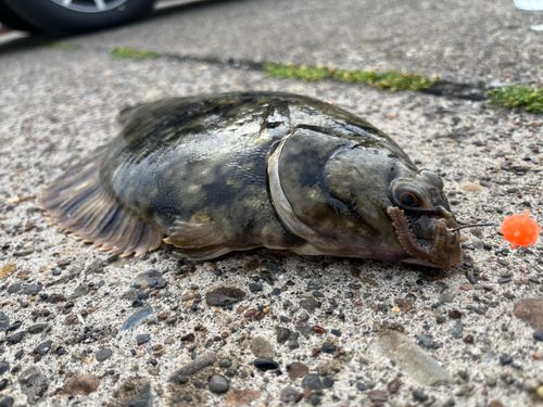 クロガシラガレイの釣果