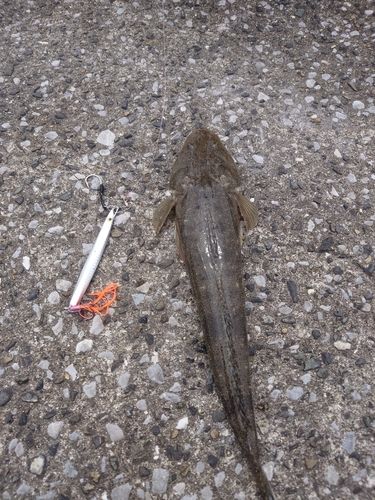 コチの釣果
