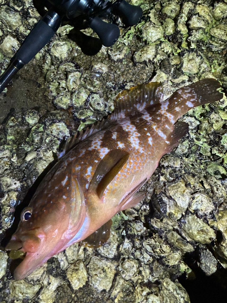 アコウの釣果写真