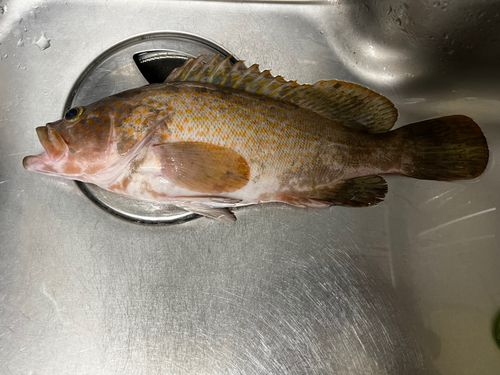 キジハタの釣果