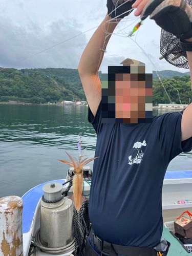 マルイカの釣果