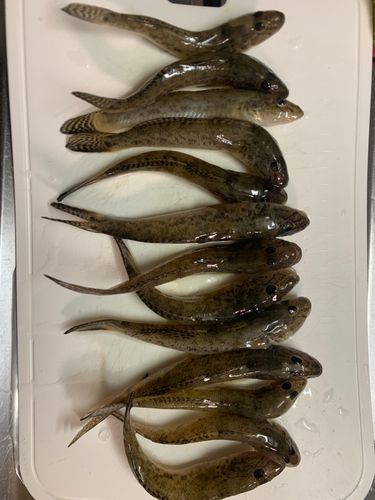 ハゼの釣果