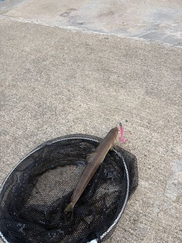 エソの釣果