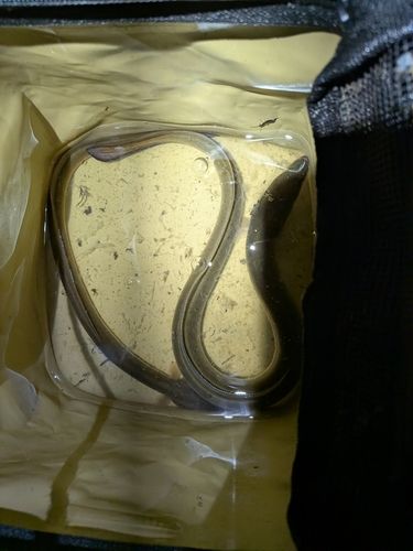 ウナギの釣果