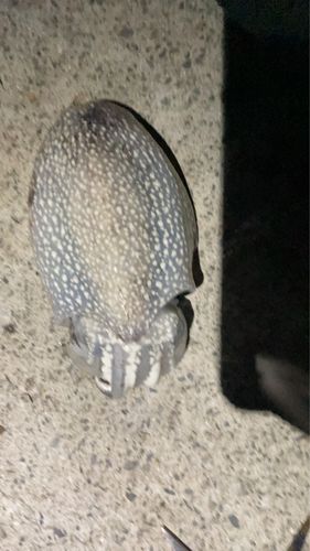 シリヤケイカの釣果