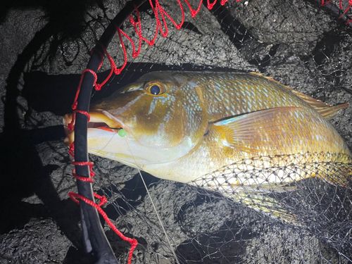 タマンの釣果