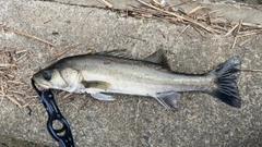 セイゴ（マルスズキ）の釣果