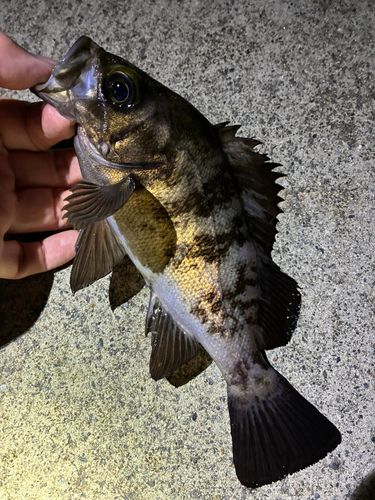 メバルの釣果
