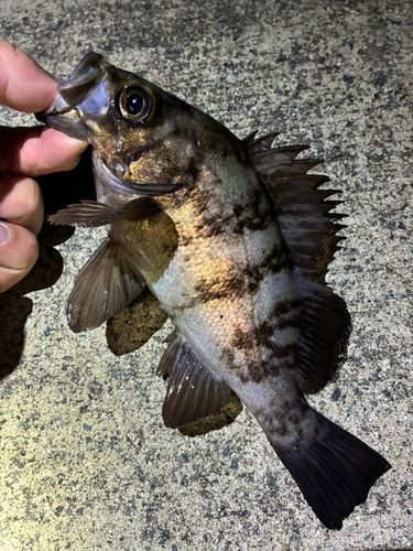 メバルの釣果