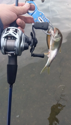 ハスの釣果