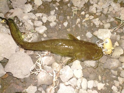 ナマズの釣果